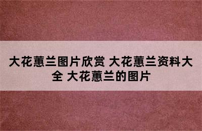 大花蕙兰图片欣赏 大花蕙兰资料大全 大花蕙兰的图片